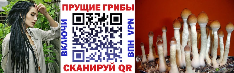 как найти наркотики  кракен вход  Псилоцибиновые грибы Psilocybe  Еманжелинск 